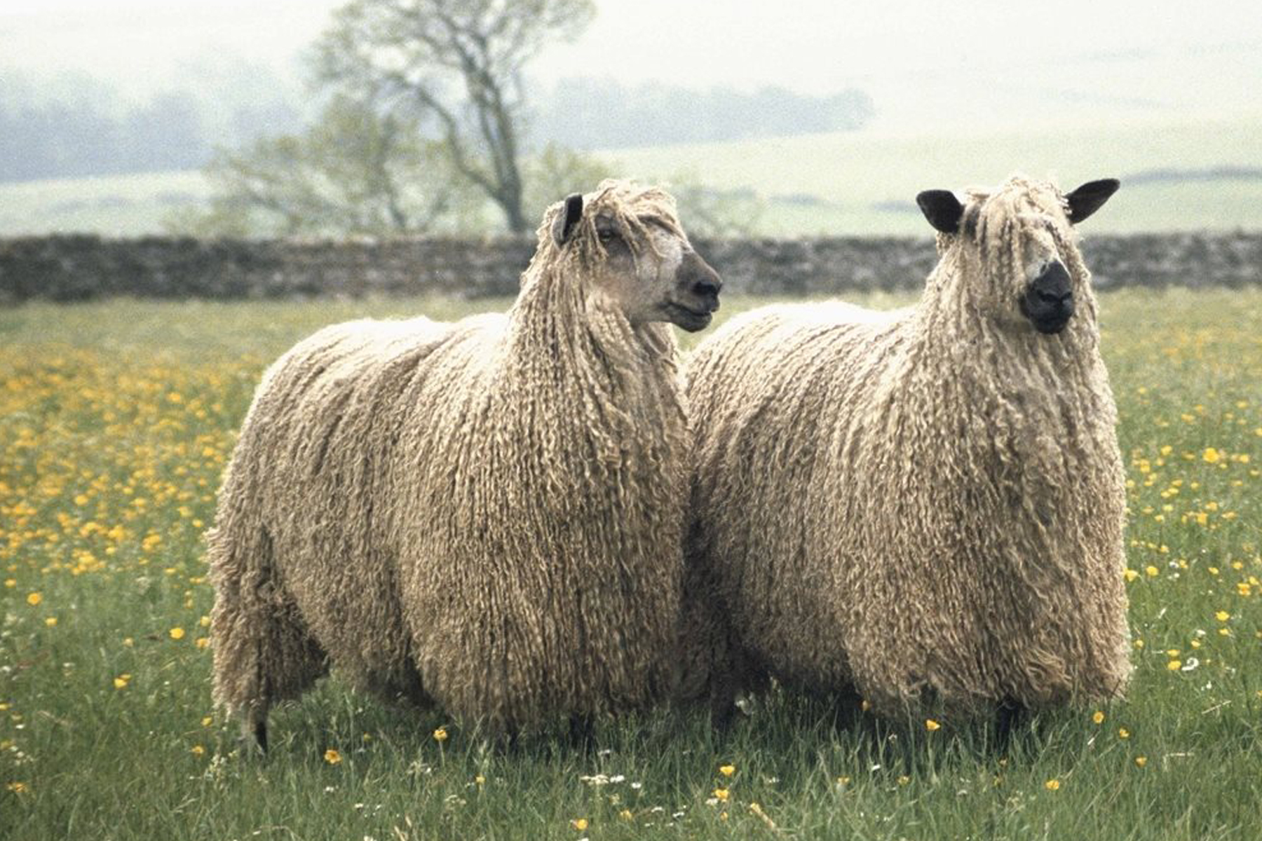 Sheep Facts - many different breeds of sheep